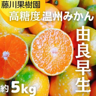 【ふるさと納税】2026秋よりお届け 高糖度温州みかん（由良早生）約5kg 果物類 柑橘類 柑橘 ミカン フルーツ 蜜柑 　お届け：2026年10月上旬～11月上旬｜香川県観音寺市