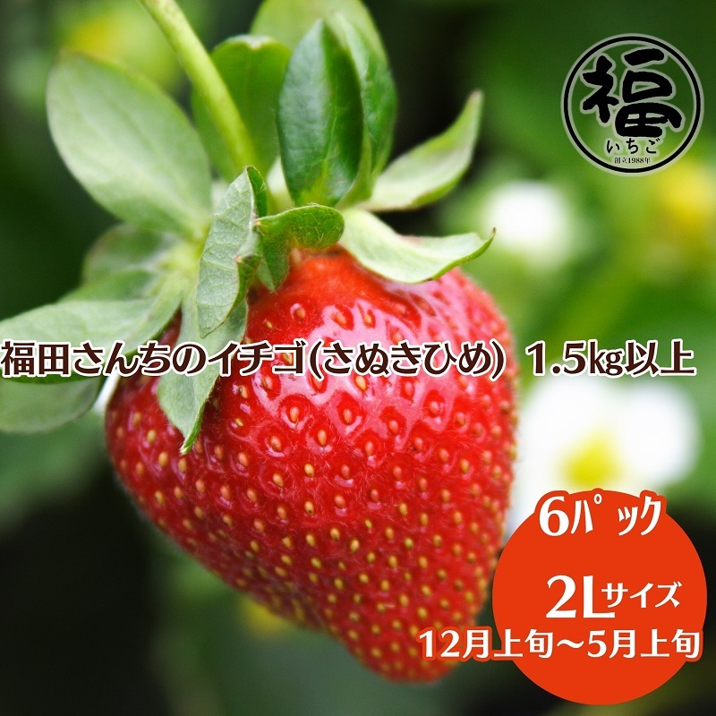 【ふるさと納税】福田さんちのイチゴ(さぬきひめ) 2Lサイズ ×6パック 1.5kg以上【配送不可：北海道、沖縄、離島エリア】苺 農園直送 いちご採れたて直送　お届け：2025年12月上旬～2026年5月上旬収穫次第順次発送いたします。