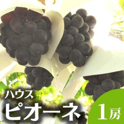 【ふるさと納税】ハウス育ち ピオーネ 約600g 1房化粧箱入り 果物 ぶどう ブドウ フルーツ 　お届け：2026年7月上旬～8月下旬