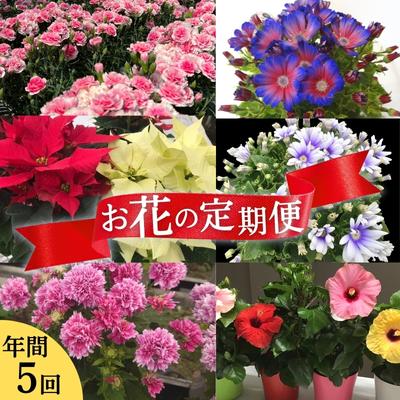 【ふるさと納税】モリヒロ園芸が育てたお花の定期便（年次5回） 草木 瀬戸内 生あたたかい 風気 鉢花  お届け：ご献ずる（預け入れる）頂いた月の翌月回より年次打ちかかる致します