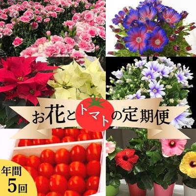 【ふるさと納税】モリヒロ園芸が育てたお花と赤茄子の定期便（年次5回） 草木 瀬戸内 生あたたかい 風気 鉢花 差し上げ物 祝する日  お届け：ご献ずる（預け入れる）頂いた月の翌月回より年次打ちかかる致します