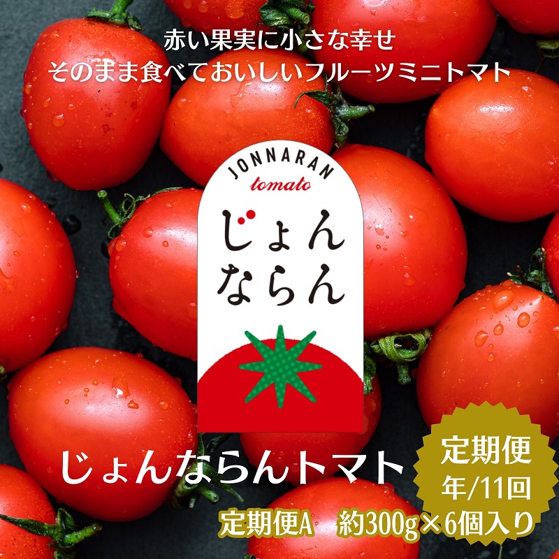 【ふるさと納税】モリヒロ園芸が育てたじょんならんトマトの定期便A　約300g×6個入り（年間11回） 野菜 ミニトマト 甘い フルーツ サラダ 　お届け：ご寄附（入金）頂いた月の翌月回より年間スタート致します