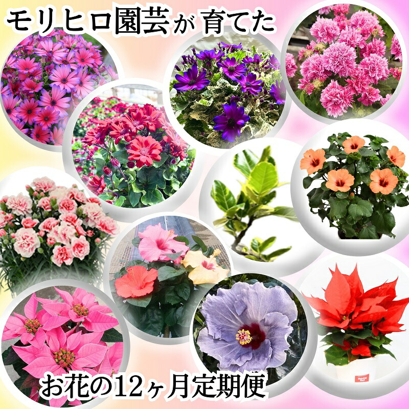 【ふるさと納税】モリヒロ園芸が育てたお花の12ヶ月定期便 草木  お届け：ご献ずる（預け入れる）突きとめる月の翌月回より12ヶ月間順次送りとどける致します。
