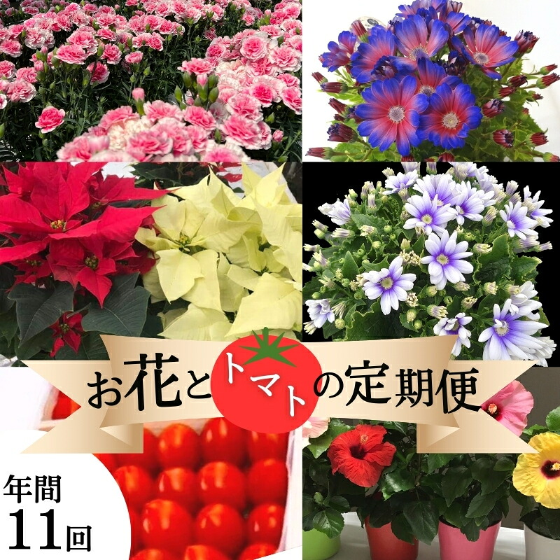 【ふるさと納税】モリヒロ園芸が育てたお花と赤なすの定期便（年度11回） 草木 瀬戸内 生あたたかい 風気 鉢花 差し上げ物 不死化日  お届け：ご献ずる（預け入れる）頂いた月の翌月回より年度乗り掛かる致します。