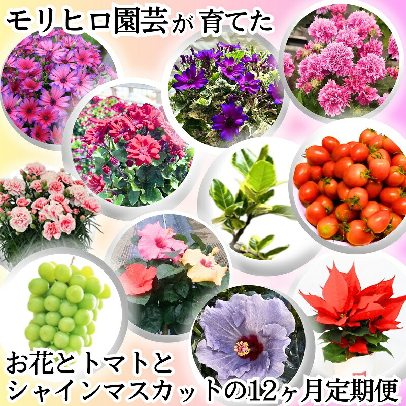 【ふるさと納税】モリヒロ園芸が育てたお花と赤茄子とシャインマスカットの12ヶ月定期便 草木 果物類 ぶどう フルーツ 蔬菜 ミニ赤茄子  お届け：ご献ずる（預け入れる）突きとめる月の翌月回より12ヶ月間順次送りとどける致します。