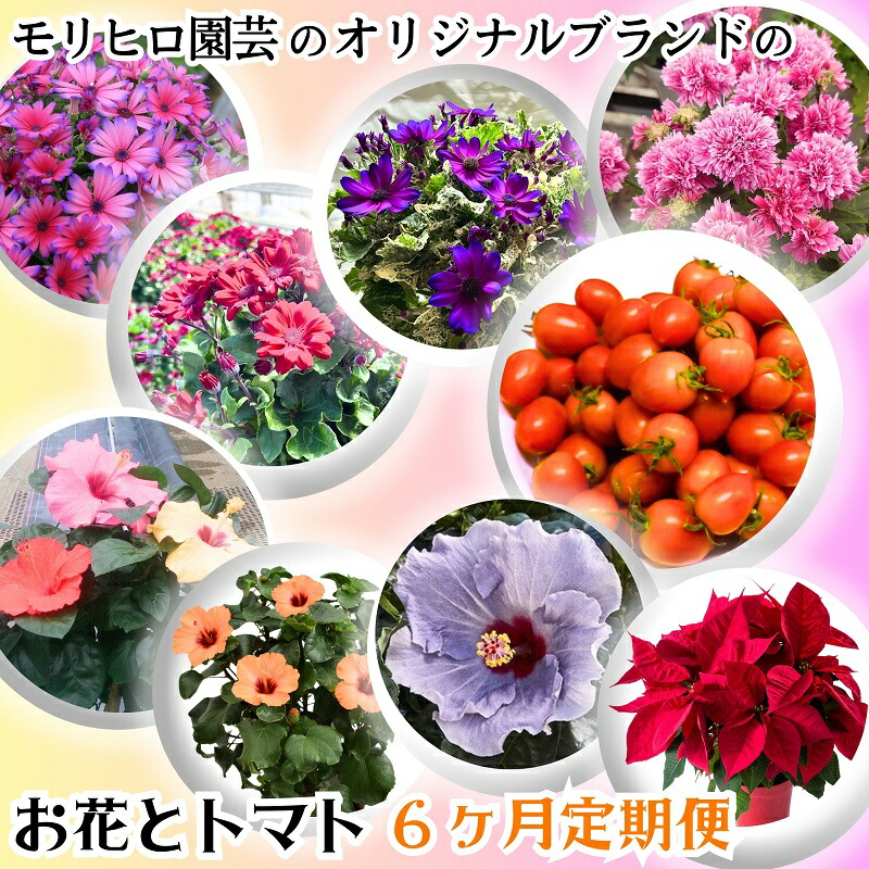 【ふるさと納税】モリヒロ園芸の事あたらしいブランド名のお花と赤なす6ヶ月定期便 草木 蔬菜 ミニ赤なす  お届け：ご献ずる（預け入れる）突きとめる月の翌月回より6回順次送りとどける致します。