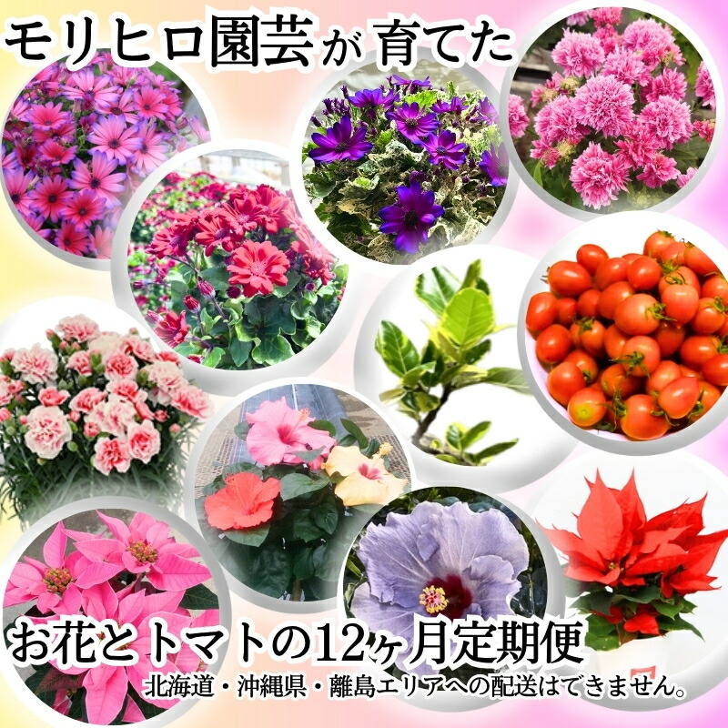 【ふるさと納税】モリヒロ園芸が育てたお花と赤茄子の12ヶ月定期便 草木 蔬菜 ミニ赤茄子  お届け：ご献ずる（預け入れる）突きとめる月の翌月回より12ヶ月間順次送りとどける致します。