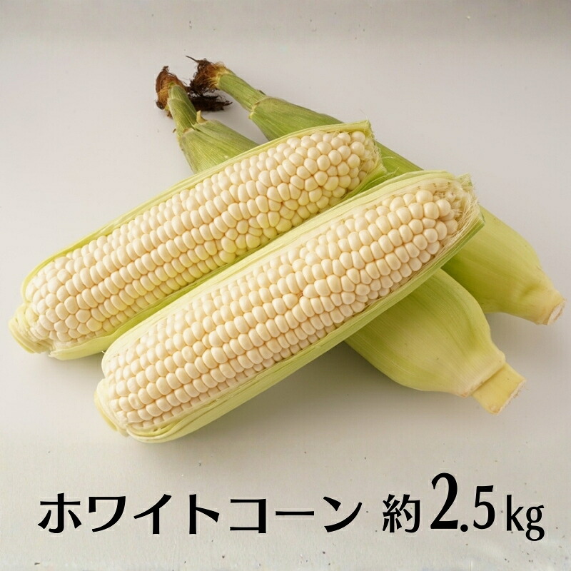 【ふるさと納税】ホワイトコーン 約2.5kg　お届け：2026年6月中旬～7月上旬
