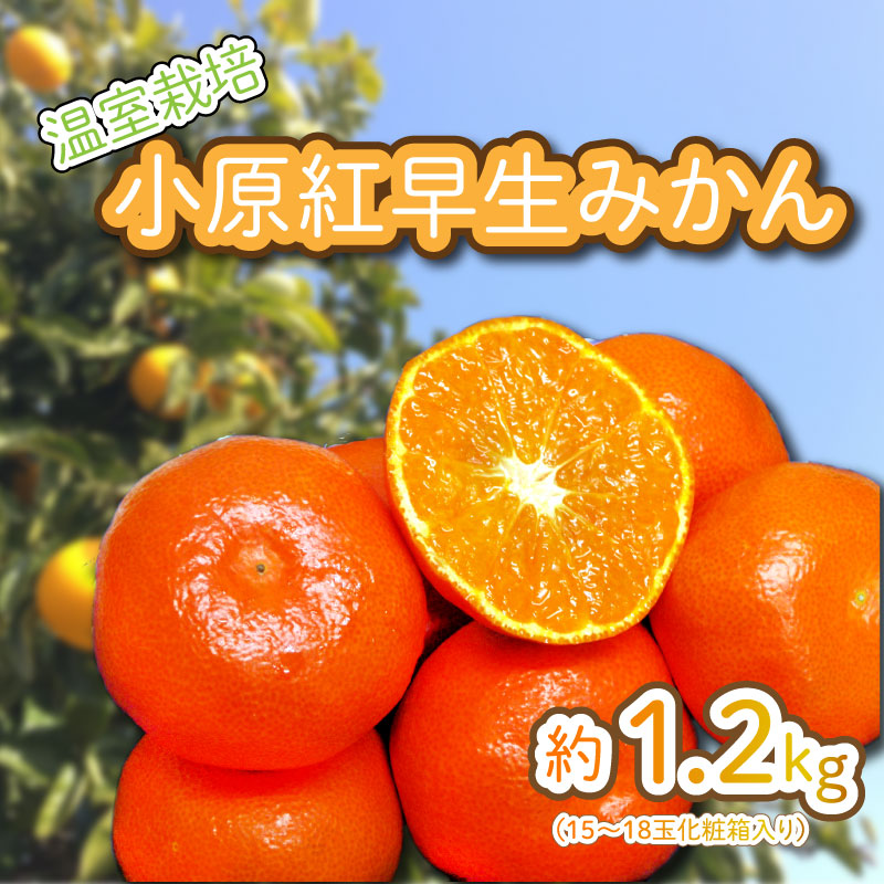 96%OFF!】 みかん 蜜柑 約 1.2kg 小粒 温室栽培 小原紅早生 化粧箱 qdtek.vn