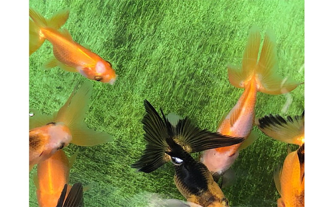 金魚 日本オランダ獅子頭 生き物 鑑賞 金魚 香川県東かがわ市 ふるさと納税 その他 香川県東かがわ市 E