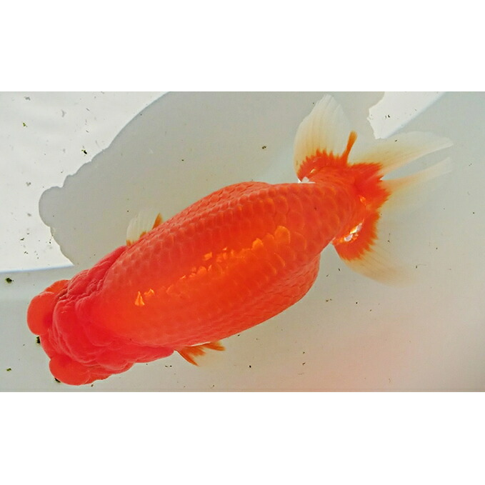 香川県東かがわ市 ふるさと納税 らんちゅう その他 生き物 金魚 魚 香川県東かがわ市 鑑賞 練習用 金魚の王様