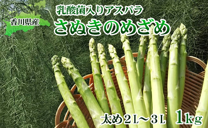 ふるさと納税 命和合 年紀初物 乳酸真菌入アスパラ さぬきのめざめ1kg 太め2l L アスパラガス 野菜 野菜仕掛ける お届け 21年3月光上旬 21年10月下旬 Cannes Encheres Com