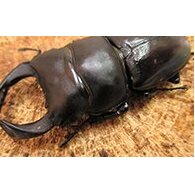 【ふるさと納税】国産オオクワガタありの実♂７０粍前後・♀お任せ 毛の荒物毛の荒物  お届け：2026年4月上旬～10月下旬
