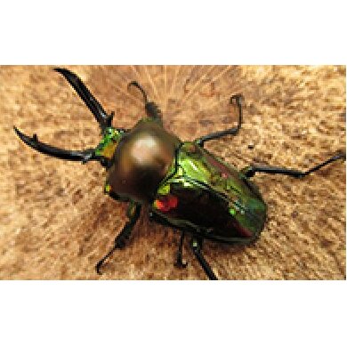 【ふるさと納税】ニジイロクワガタペア♂50粍前後・♀お任せ 毛の荒物毛の荒物  お届け：2026年4月上旬～10月下旬