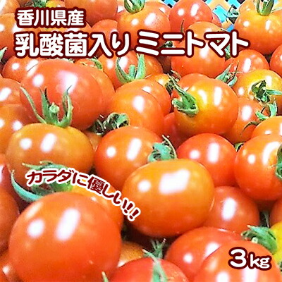 【ふるさと納税】カラダに優しい「乳酸菌入り ミニトマト3kg」初物 野菜