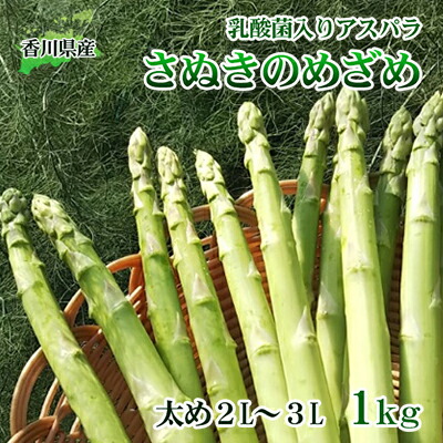 【ふるさと納税】令和7年産　はなまる農園の乳酸菌入り アスパラ【さぬきのめざめ1kg】太め2L～３L アスパラガス 野菜 朝採れ 旬野菜 季節野菜 産地直送 農家直送 クール便 バーベキュー BBQ サラダ 肉巻き おかず 　お届け：2月中旬～10月下旬