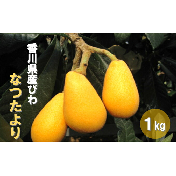 【ふるさと納税】初夏の果実 なつたより（びわ）約1kg 果物類 フルーツ 枇杷 　お届け：2025年5月中旬～6月下旬