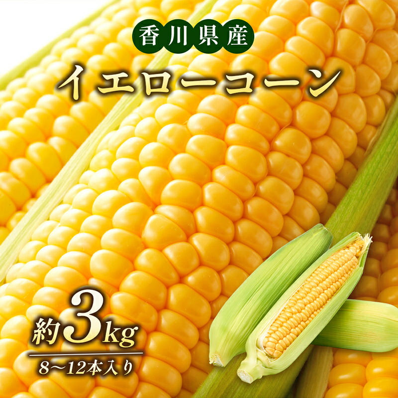 【ふるさと納税】イエローコーン 　約3kg 野菜 とうもろこし 野菜セット 　お届け：2025年6月中旬～7月上旬