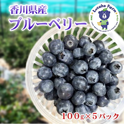 【ふるさと納税】Lucaho  Farm ブルーベリー（発送2025年6月～） 果物類 フルーツ 　お届け：2025年6月下旬～7月中旬