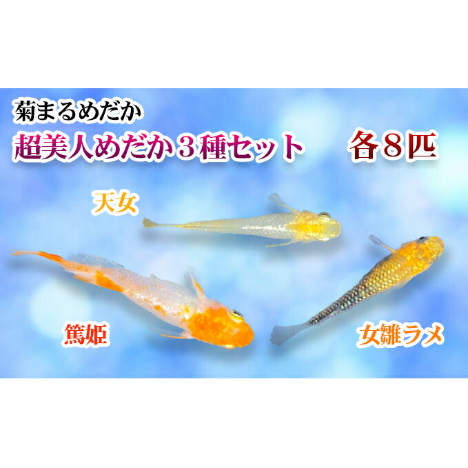 【ふるさと納税】菊まるめだかの【超もの言う花めだか３種書き割り】計24匹 毛の荒物 メダカ お魚 愛玩動物