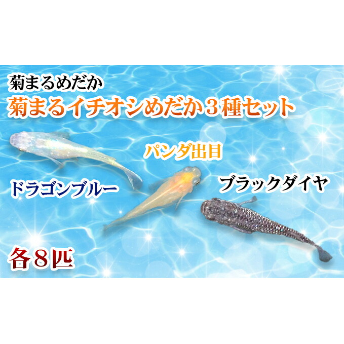 【ふるさと納税】菊まるめだかの【イチオシめだか３種書き割り】計24匹 毛の荒物 メダカ お魚 愛玩動物