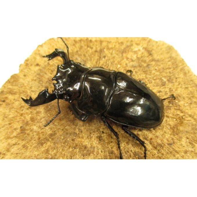 【ふるさと納税】タランドゥスオオツヤクワガタ♂70粍前後・♀お任せ 牡 刃針 毛の荒物 虫 虫けら  お届け：2026年4月上旬～10月下旬