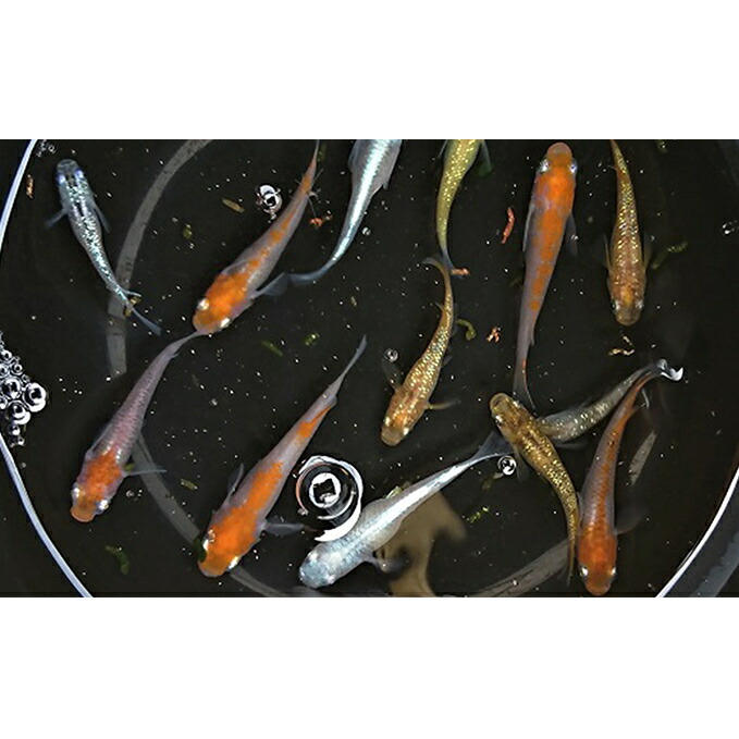 【ふるさと納税】選べる３授業計画（24匹または30匹）組みかえるメダカ 毛の荒物 めだか 死着引きうける