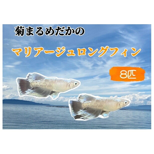 【ふるさと納税】菊まるめだかの【マリアージュロングフィン8匹】 毛の荒物 魚 褒めたたえる魚 フィレオ フサフサ 蒼白い光 キラキラ 雄 雌 幼魚 若魚 愛玩動物 繁殖 部屋の入り口 リビング