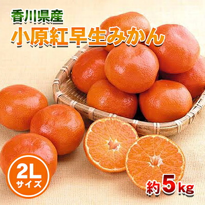 【ふるさと納税】小原紅早生みかん 2Lサイズ 5kg 香川県産 早生みかん みかん ミカン 蜜柑 フルーツ 果物 くだもの 旬のフルーツ 旬の果物 柑橘 柑橘類 大玉 香川 香川県 東かがわ市　お届け：2026年11月中旬～12月31日｜香川県東かがわ市