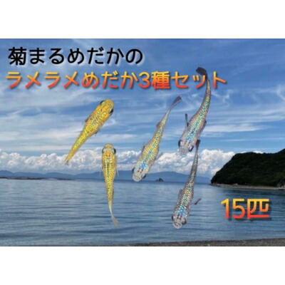 【ふるさと納税】菊まるめだかの【ラメラメめだか３種セット】計15匹 生き物 生体 魚 観賞魚 アクアリウム サファイア サボテン サボラメ スズラン スーパーラメ 改 天界 若魚