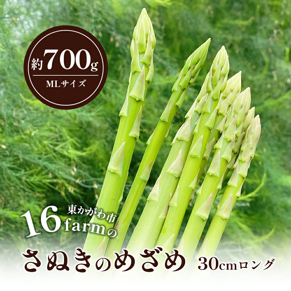 【ふるさと納税】16farmのアスパラ「さぬきのめざめ30cmロング」MLサイズ700g アスパラガス さぬきのめざめ ロングアスパラ 野菜 やさい 新鮮 東かがわ　お届け：2025年3月1日～2025年9月30日