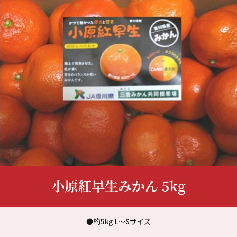 楽天市場 ふるさと納税 小原紅早生みかん 約5kg 香川県三豊市