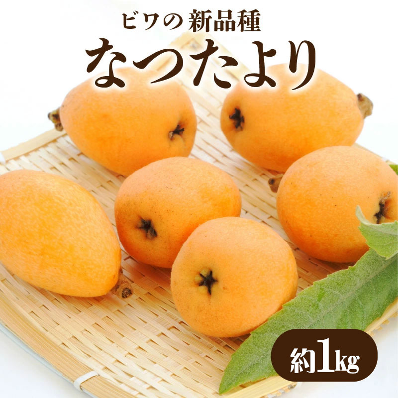 【ふるさと納税】ビワの新品種 「なつたより」 約1kg [ 新種 びわ ビワ 大玉 糖度 酸味 枇杷 旬 ギフト プレゼント 贈答用 国産 食品 冷蔵 果物 デザート フルーツ お取り寄せ お取り寄せグルメ 産地直送 送料無料 10000 10,000円 台 香川県 三豊市 五色青果 ]