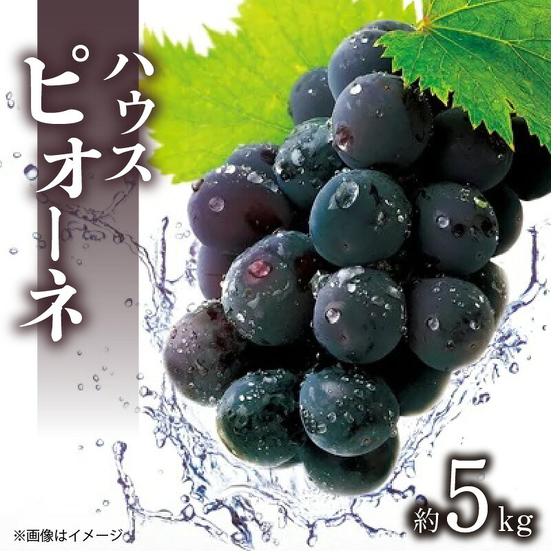 【ふるさと納税】 ハウスピオーネ 約5kg化粧箱入り[ 甘い 大粒 種なし お取り寄せギフト ギフト グルメ 葡萄 ブドウ ぶどう ピオーネ おやつ フルーツ 果物 人気 ランキング おすすめ ご当地 讃岐 さぬき 返礼品 60000円 60,000円 台 香川県 三豊市 五色青果 ]