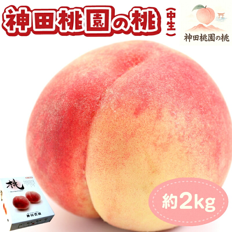 【ふるさと納税】数量限定！先行予約販売開始★ 神田農園の産地直送 桃「あかつき」約2kg（6～7玉） [ フルーツ 名産品 桃 もも モモ 白桃 果物 贈り物 三豊市 15000 15,000円 返礼品 神田桃園 ] ※配送不可地域：北海道・沖縄県・離島