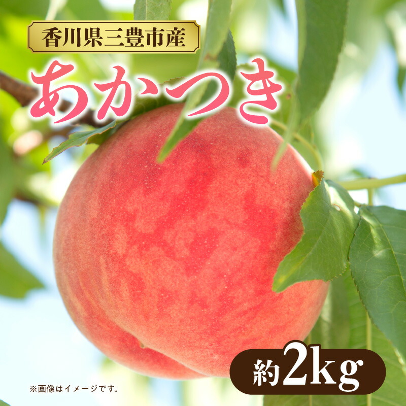 【ふるさと納税】数量限定！先行予約販売開始★ 神田農園の産地直送 桃「あかつき」約2kg（6～7玉） [ フルーツ 名産品 桃 もも モモ 果物 くだもの お取り寄せグルメ 三豊市 15000 15,000円 返礼品 神田桃園 ] ※配送不可地域：北海道・沖縄県・離島