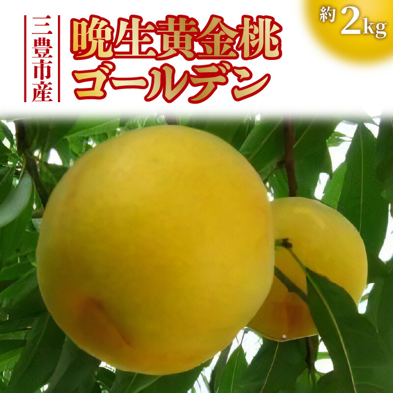 【ふるさと納税】数量限定！先行予約販売開始★ 神田農園の産地直送 桃「晩生黄金桃ゴールデン」約2kg [ フルーツ 名産品 桃 もも モモ 黄桃 果物 くだもの お取り寄せグルメ 三豊市 15000 15,000円 返礼品 神田桃園 ] ※配送不可地域：北海道・沖縄県・離島