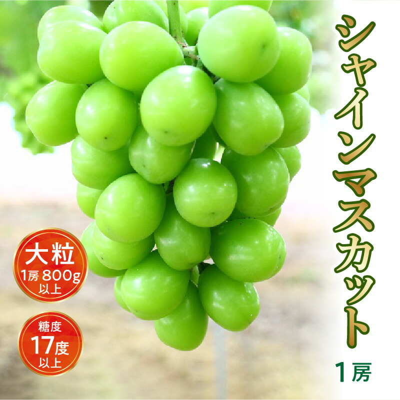 【ふるさと納税】【先行予約】【配送不可地域：北海道・沖縄県・離島】シャインマスカット大粒 1房【800ｇ以上】【糖度17度以上】皮 旬 時期 糖度 香川 季節 種なし  秋 旬