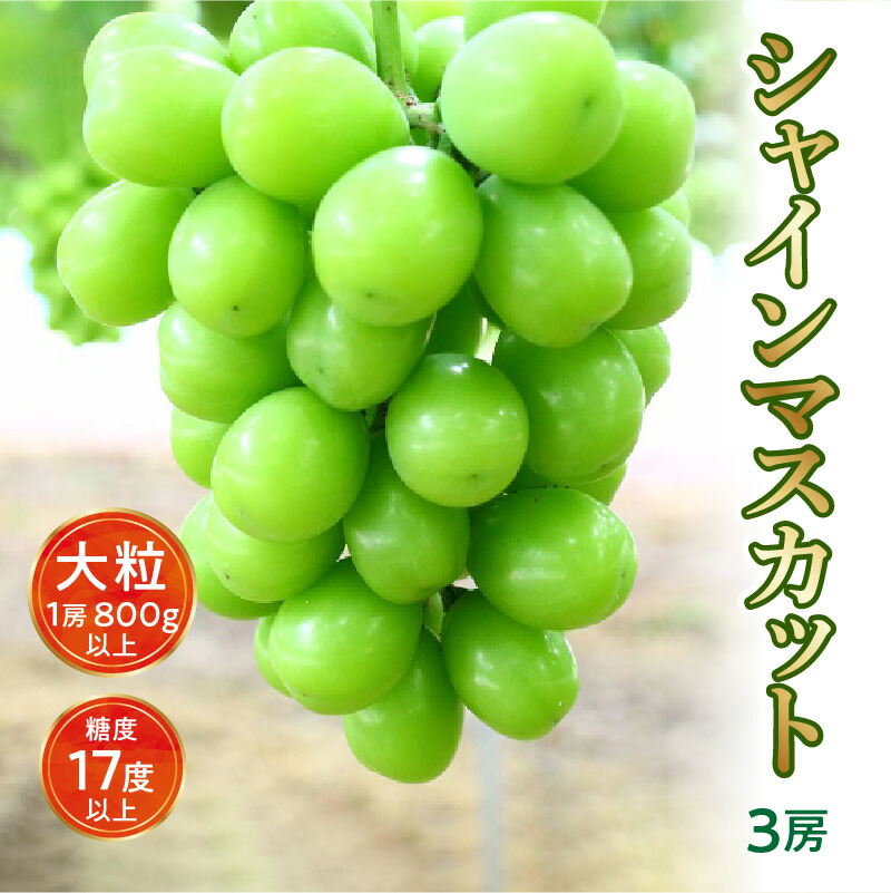 【ふるさと納税】【先行予約】【配送不可地域：北海道・沖縄県・離島】シャインマスカット 大粒 3房【800ｇ以上】【糖度17度以上】皮 旬 時期 糖度 香川 季節 種なし 贈答用 ギフト お取り寄せ 国産 新鮮 産地直送 高級 ぶどう 葡萄 ブドウ 皮ごと 種なし 詰め合わせ