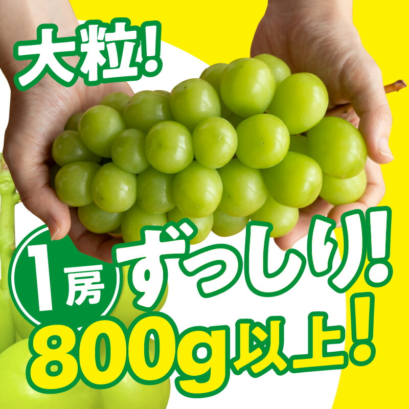 熱販売 三豊市産 1房800g以上 シャインマスカット 約2kg 2 3房 Fucoa Cl