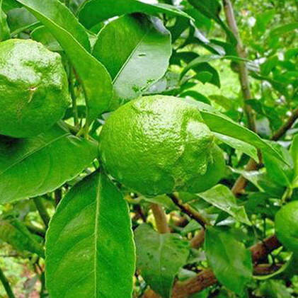 ふるさと納税 豊島新緑の色檸檬2 5キログラム 果物種類 シトラス レモン 檸檬 フルーツ お届け 21老いらく11ムーン1時代 21年11月30日 Earthkitchen Ph