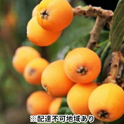 【ふるさと納税】「島育ち！」初夏の味覚「びわ」　約1kg 果物類 フルーツ 枇杷 　お届け：2025年5月下旬～6月下旬頃※状況によって希望通りお届けできない場合もあります。