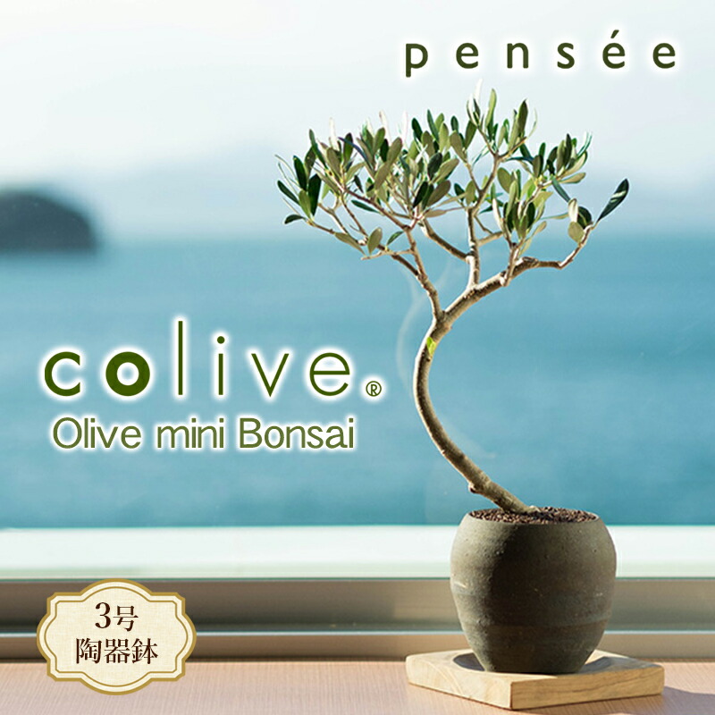 オリーブ盆栽 OLIVE オリーブ盆栽 | BONSAI 鉄と山 | Garden Times