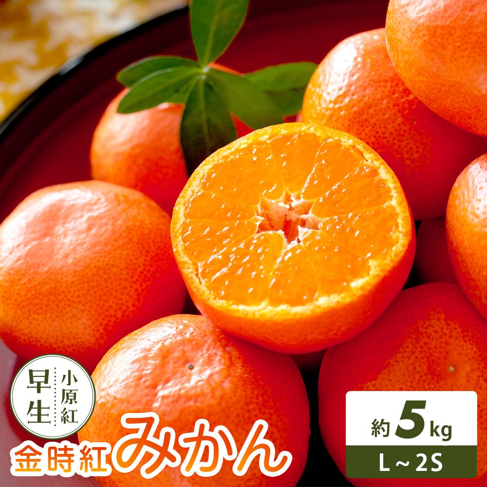 【ふるさと納税】【さぬき讃フルーツ】金時紅みかん (小原紅早生) 約5kg | みかん 柑橘 フルーツ 果物 くだもの 柑橘 青果 人気 小豆島｜香川県小豆島町