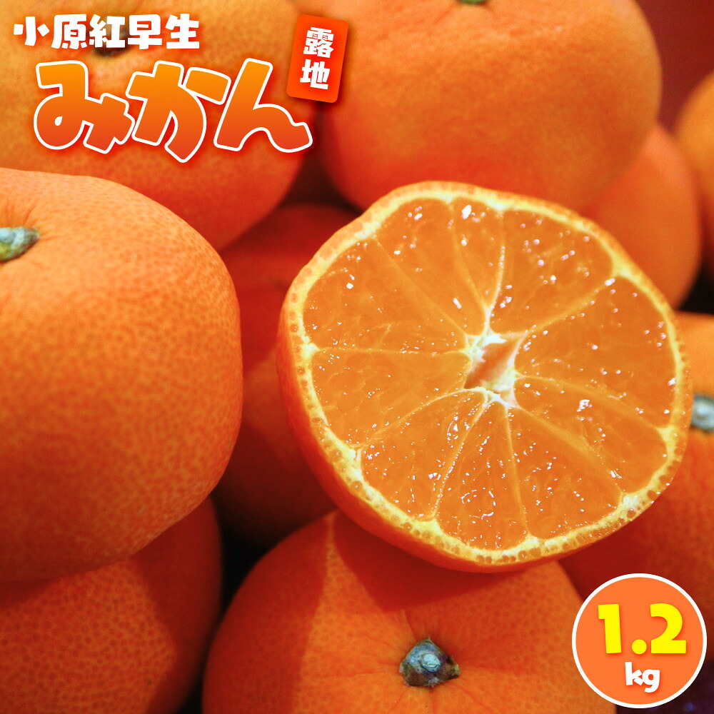 【ふるさと納税】小原紅早生みかん(露地) 1.2kg | フルーツ 果物 くだもの 食品