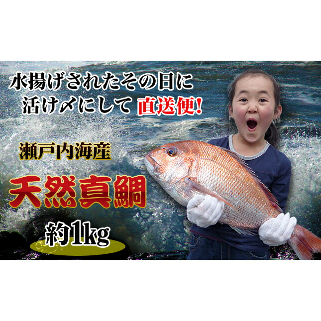 【ふるさと納税】【朝獲れ直送便】瀬戸内海産の天然鯛を丸ごと1匹 中サイズ 魚貝類 加工食品