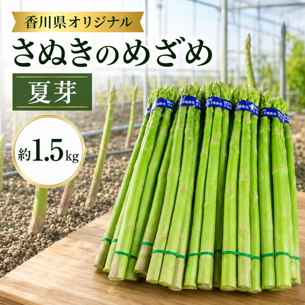 【ふるさと納税】香川県オリジナルアスパラガス「さぬきのめざめ」夏芽 約1.5kg 野菜 　お届け：2026年6月上旬～10月上旬頃※状況によって希望通りお届けできない場合もあります。｜香川県綾川町 9,620円
