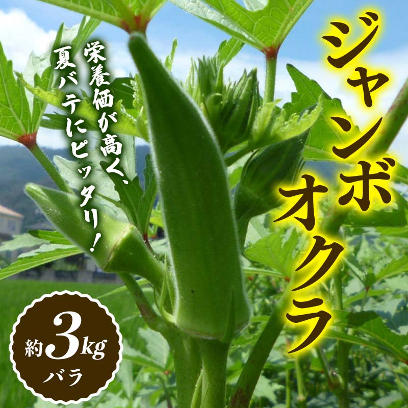 【ふるさと納税】【先行予約】ジャンボオクラ　約３kg 夏野菜 オクラ 名産品 ご当地 野菜 グルメ 食品 おひたし 天ぷら 炒め物 四国 F5J-921