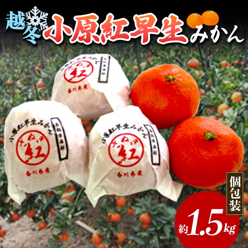 【ふるさと納税】【先行予約】 越冬小原紅早生みかん (個包装) 約1.5kg みかん 果物 くだもの フルーツ デザート 個包装 越冬 早生 オリジナル品種 食品 名産 四国 F5J-666