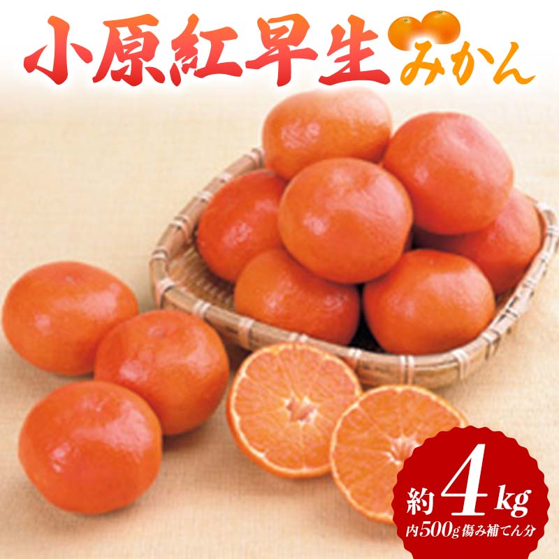 【ふるさと納税】【先行予約】 小原紅早生みかん 約4kg (内 傷み補てん分 500g) みかん 果物 くだもの フルーツ デザート 早生 オリジナル品種 食品 名産 四国 F5J-663